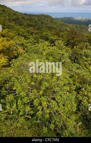 Forêt nationale de El Yunque, PUERTO RICO - jungle Rain forest canopy paysage. Banque D'Images