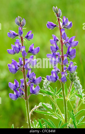 Silky lupin (Lupinus sericeus) sud de la vallée de l'Okanagan, en Columbiaoral Banque D'Images