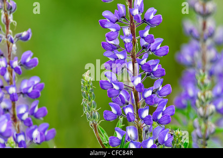 Silky lupin (Lupinus sericeus) sud de la vallée de l'Okanagan, en Columbiaoral Banque D'Images