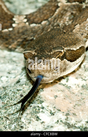 Crotale de l'Ouest (Crotalus oreganus), sud de la vallée de l'Okanagan, Colombie-Britannique Banque D'Images