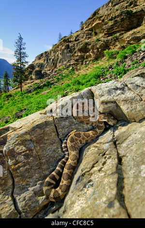 Crotale de l'Ouest (Crotalus oreganus), sud de la vallée de l'Okanagan, Colombie-Britannique Banque D'Images