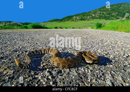 Crotale de l'Ouest (Crotalus oreganus) traverser une route, le sud de l'Okanagan, Colombie-Britannique Banque D'Images
