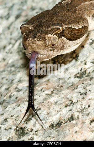 Crotale de l'Ouest (Crotalus oreganus), sud de la vallée de l'Okanagan, Colombie-Britannique Banque D'Images