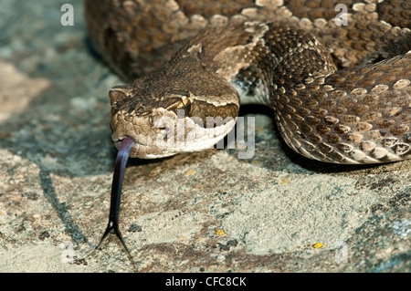 Crotale de l'Ouest (Crotalus oreganus), sud de la vallée de l'Okanagan, Colombie-Britannique Banque D'Images