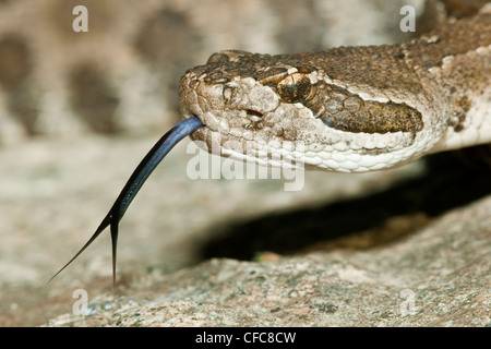 Crotale de l'Ouest (Crotalus oreganus), sud de la vallée de l'Okanagan, Colombie-Britannique Banque D'Images