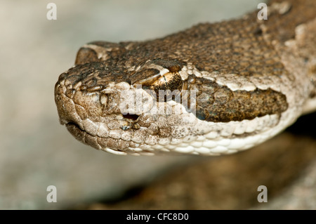 Crotale de l'Ouest (Crotalus oreganus), sud de la vallée de l'Okanagan, Colombie-Britannique Banque D'Images