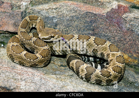 Crotale de l'Ouest (Crotalus oreganus), sud de la vallée de l'Okanagan, Colombie-Britannique Banque D'Images