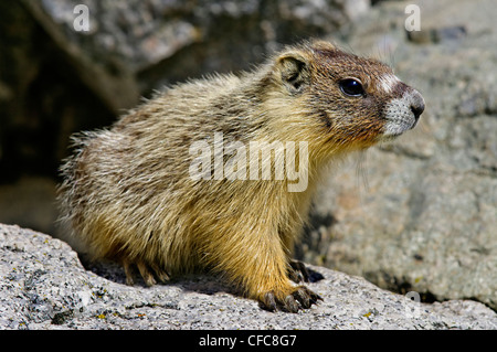 À VENTRE JAUNE juvénile (Marmota caligata), sud de la vallée de l'Okanagan, Colombie-Britannique Banque D'Images