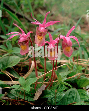 Lady's Slipper orchid (Cypripedium calceolus) Banque D'Images