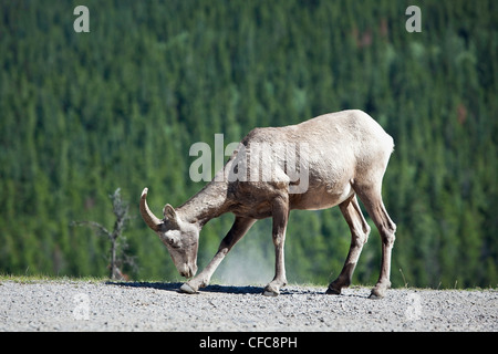 Le mouflon d'creuser pour le sel sur le côté de la route. Le lac Minnewanka, Banff National Park, Alberta, Canada. Banque D'Images