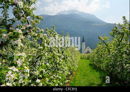 Pommiers en fleurs à l'église et les montagnes en arrière-plan, Vinschgau, Val Venosta, Tyrol du Sud, Italie, Europe Banque D'Images