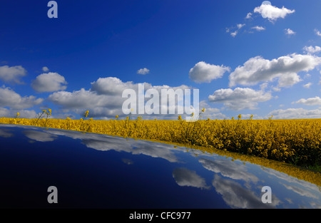 Champ de canola en vertu de nuages blancs, Usedom, Mecklembourg-Poméranie-Occidentale, Allemagne, Europe Banque D'Images