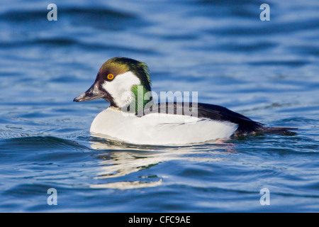 Le Garrot à œil d'or (Bucephala clangula) nager sur l'océan, près de Victoria, BC, Canada. Banque D'Images