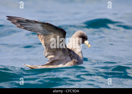 Le Fulmar boréal (Fulmarus glacialis) nager sur l'océan, près de Washington, USA. Banque D'Images