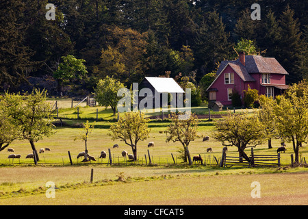 Moutons paissent sur la ferme en ferme parc provincial Ruckle, Salt Spring Island, British Columbia Canada. Banque D'Images