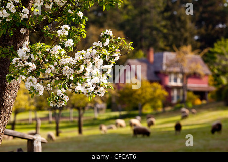 Moutons paissent sur la ferme en ferme parc provincial Ruckle, Salt Spring Island, British Columbia Canada. Banque D'Images