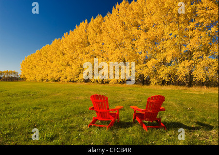 Deux chaises au bord d'un champ de foin avec un brise-vent dans les couleurs de l'automne dans le fond près de Dufresne, Manitoba, Canada Banque D'Images