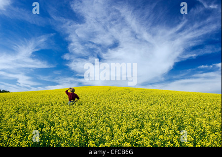 Un homme donne sur un champ de floraison du canola et un ciel rempli de nuages cirrus, Tiger Hills, Manitoba, Canada Banque D'Images