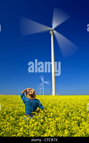 Un homme dans un champ de canola floraison avec éoliennes, près de St., Manitoba, Canada Banque D'Images