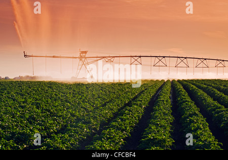 Un système d'irrigation à pivot central irrigue les pommes de terre,Tiger Hills, Manitoba, Canada Banque D'Images