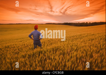Un homme donne sur un champ de blé à maturité, près de Treherne, Manitoba, Canada