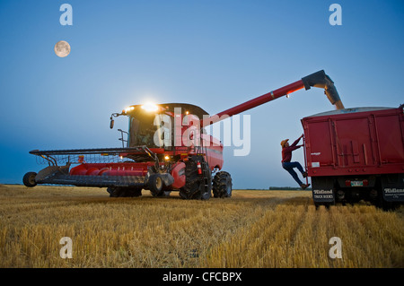 Vérifie l'homme plénitude camion à grain combine harvester Banque D'Images