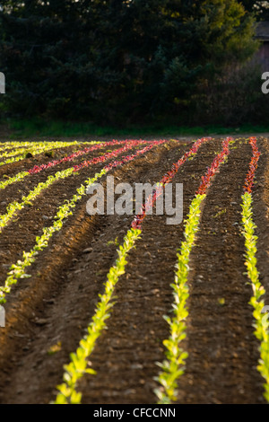 Lignes différentes variétés de laitue s'enrichir Banque D'Images