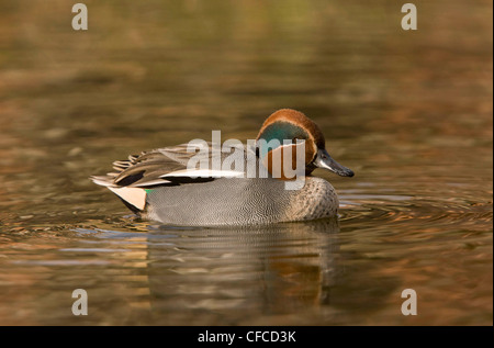 Eurasienne mâle Sarcelle, Anas crecca sur l'eau, North Norfolk. Banque D'Images