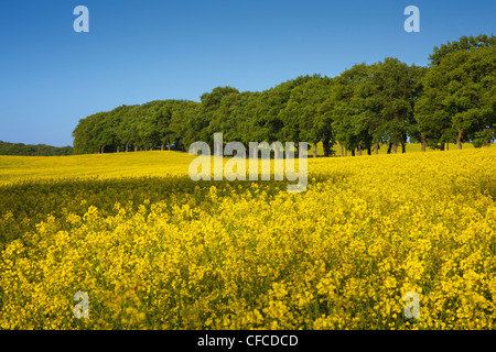 Allée bordée de jaune et le champ de colza, près de Vilmnitz, Ruegen island, mer Baltique, Schleswig-Holstein, Allemagne Banque D'Images