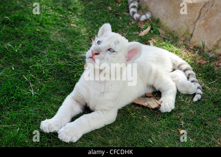 White Tiger Cub en captivité (Panthera tigris tigris), Cango Wildlife Ranch près de Oudtshoorn, Western Cape, Afrique du Sud Banque D'Images