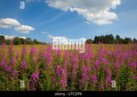 Rosebay willow-herb (Epilobium angustifolium) près de Clausthal-Zellerfeld, Harz, Basse-Saxe, Allemagne Banque D'Images