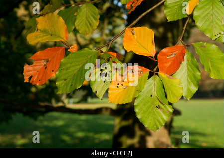 Automne feuilles colorées de l'Hêtre. Banque D'Images