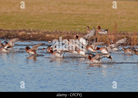 Troupeau de Canards d'Anas penelope à l'W.W.T. SLIMBRIDGE Banque D'Images