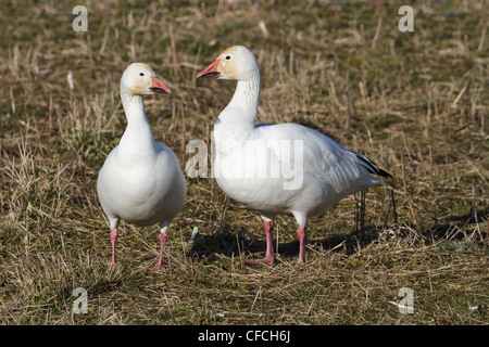 Snow Goose, gros plan d'oiseaux migrateurs Banque D'Images