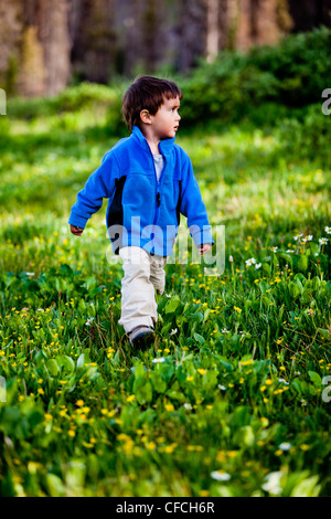 Un petit garçon se promène dans un pré de fleurs sauvages à Squaw Pass. Banque D'Images