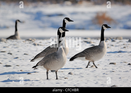 Quatre des Bernaches du Canada (Branta canadensis) randonnée pédestre sur neige. Banque D'Images