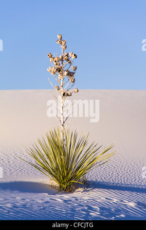 Dunes de sable au parc national de White Sands (anciennement Monument national) au Nouveau-Mexique, une matinée froide en février. Banque D'Images