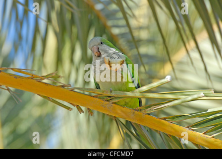 Perruche moine / Quaker Parrot (Myiopsitta monachus) manger du pain jeté par les touristes dans le parc Guell, Barcelone, Espagne. Banque D'Images