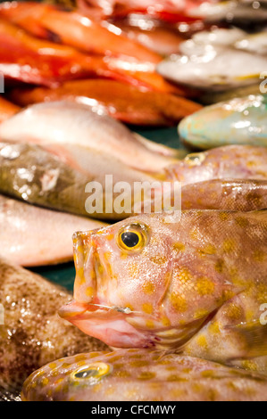 Close up of fish head dans le marché aux poissons, philippines Banque D'Images