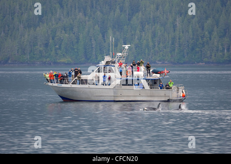 Les observateurs de baleines à bord d'Lukwtreated rencontre proche Banque D'Images
