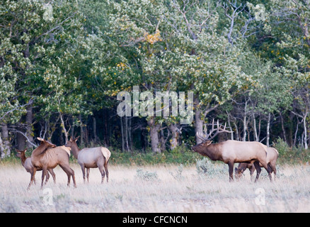 Le wapiti (Cervus elaphus) mâle avec Harem. Parc national des Lacs-Waterton du Canada le sud-ouest de l'Alberta. Banque D'Images