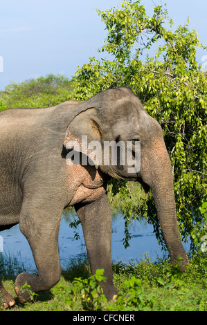 Un éléphant mâle sauvage au cours de sa période de musth doit ( ). photo prise au parc national de Yala, au Sri Lanka. Banque D'Images