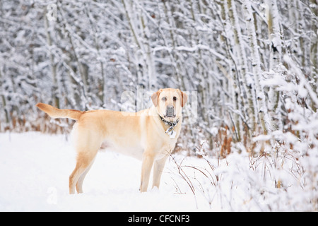 Labrador Retriever jaune sur un jour d'hiver glacial dans la forêt. La forêt Assiniboine, Winnipeg, Manitoba, Canada. Banque D'Images