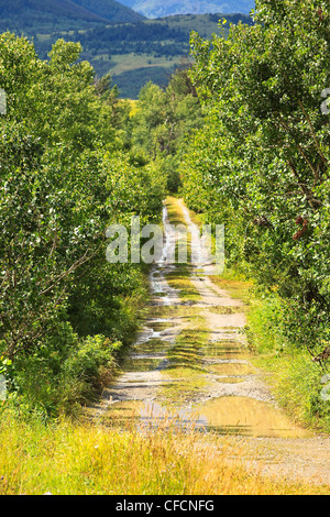 Routes rurales rugueuse avec de l'eau remplie de poule. Près de Waterton Lakes National Park, Alberta, Canada. Banque D'Images