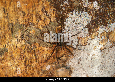 Spider Dock (Dolomedes) sur un rocher près de l'eau attendent les proies dans le parc Algonquin, Ontario, Canada Banque D'Images