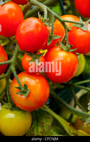 Les tomates de vigne Banque D'Images