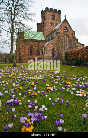 Crocus à côté de la cathédrale de Carlisle Cumbria England Banque D'Images