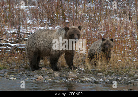 Énoncé des travaux de l'ours grizzli (Ursus arctos) cub 1re année Banque D'Images