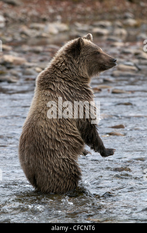 Comité permanent de l'ours grizzli-2e année Cub Ursus arctos Banque D'Images