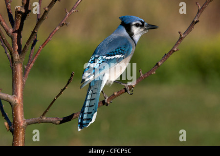 Un geai bleu (Cyanocitta cristata) perché sur une branche d'arbre. L'Ontario, Canada. Banque D'Images